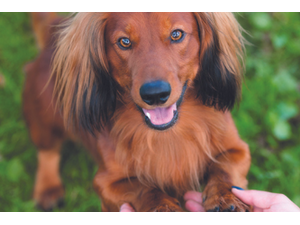 pofsphotoAdobeStockcomp