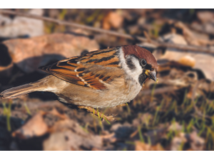 pAnton MirMarShutterstockcombrp