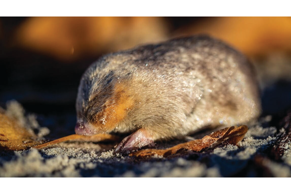 A blind mole thought to have been extinct since 1936 was found in the sand dunes of South Africa.