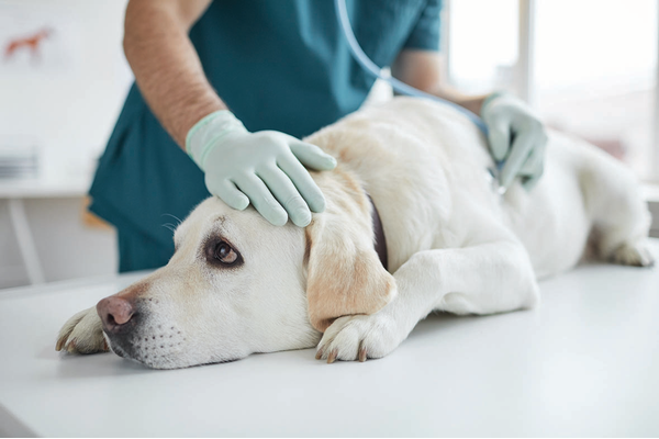 Dog labrador at vet. Respiratory Illness in Dogs Sweeps the Nation.
