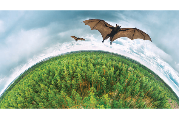 Bats flying over the planet. Climate change linked to the spread of bat-borne diseases.