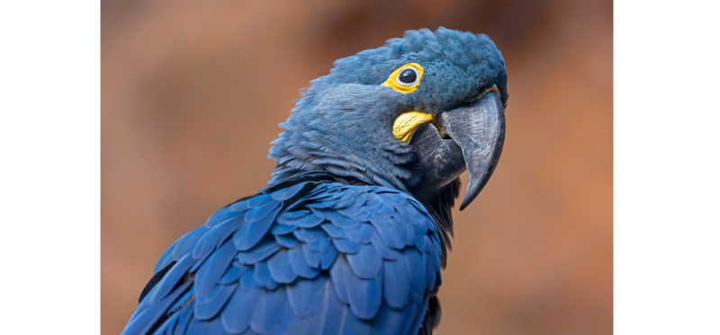 Lear’s Macaw, a large, blue-feathered parrot with bright yellow rings around its eyes which, according to American Bird Conservancy, has been brought back from extinction in the past but is still considered endangered, with approximately 1,300 adults in existence.