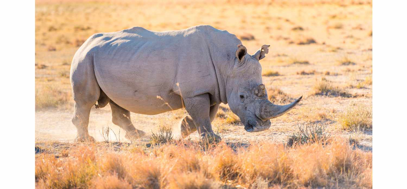 White Rhino while on safari in Botswana, Africa.