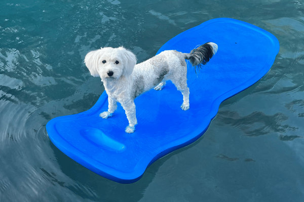 surfing dog