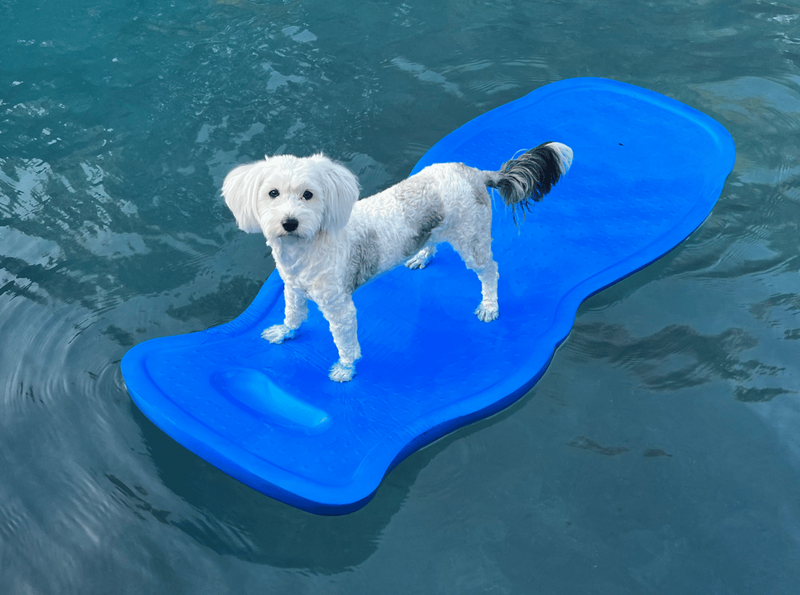 surfing dog