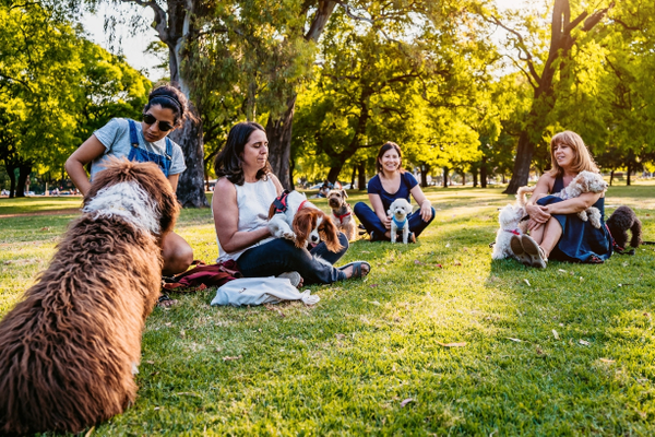 dog at park with people