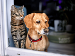 pKerkez from Getty ImagesCanvaProbrp