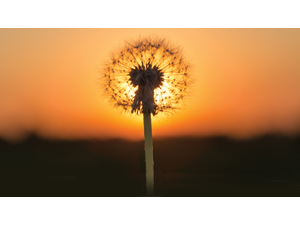 RtstudioShutterstockcom