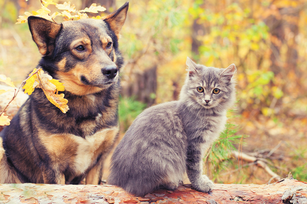 Dog and Cat with Fall Allergies Itch