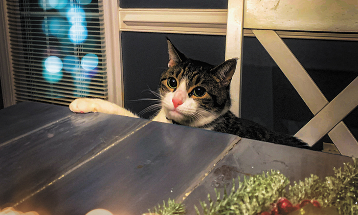 Cat at table avoiding unhealthy foods waiting for homemade pet treats