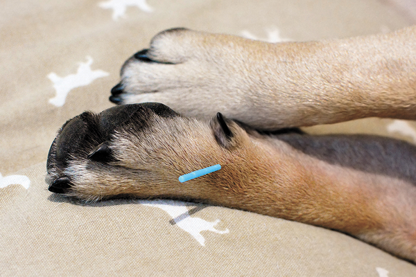 Dog receiving acupuncture treatment from holistic veterinarian