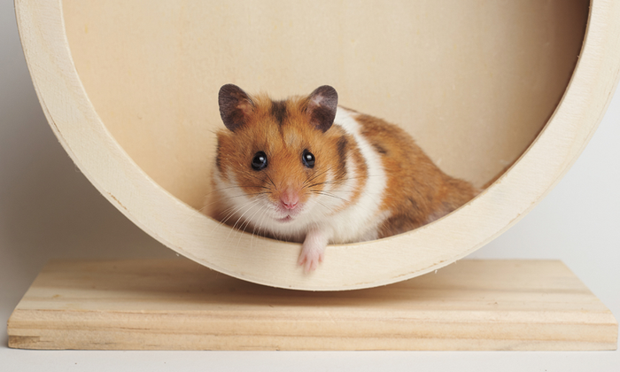 Hamster as a small pet