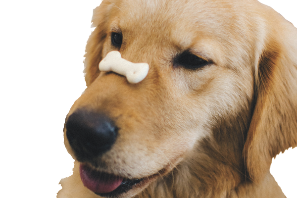 Golden retriever dog with small bone treat resting on her nose