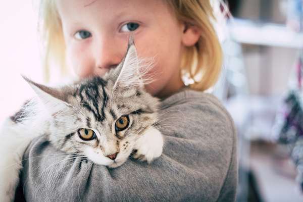 A little blonde girl with a grey top on holding a grey, black and white cat