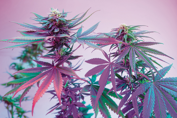 Indoor grown marijuana plants