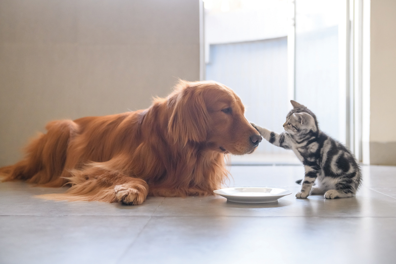 Kitten placing paw on the nose of a golden retriever dog lying on floor with an empty plate between them