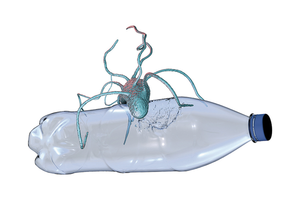 Bacteria on empty plastic bottle