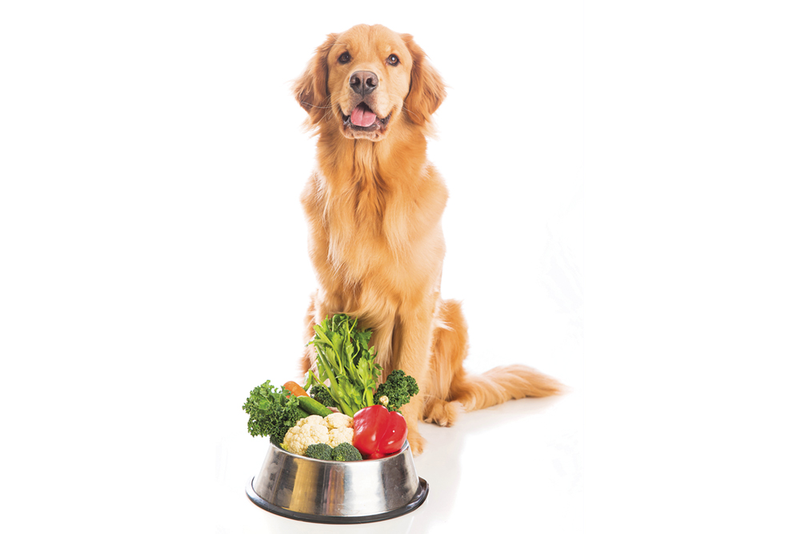 Golden retriever dog sitting in front of food bowl full of vegetables