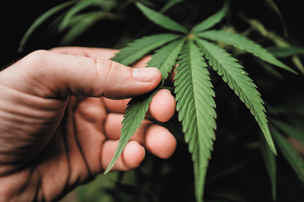 Hand holding leaf off hemp plant