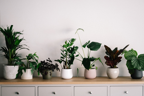 Row of potted indoor plants sitting on dresser