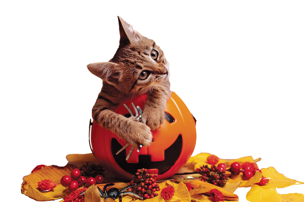 Orange cat sitting inside plastic pumpkin pail with toy spider in paw surrounded by fall decor