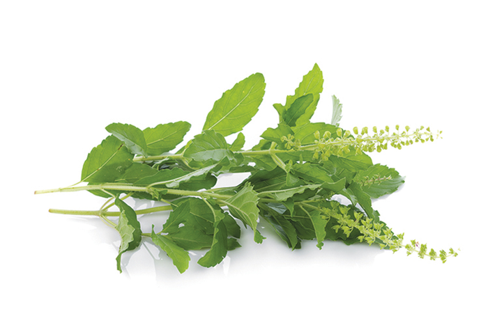 Holy basil