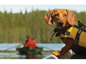 pSvetlana123ShutterStockcombrp